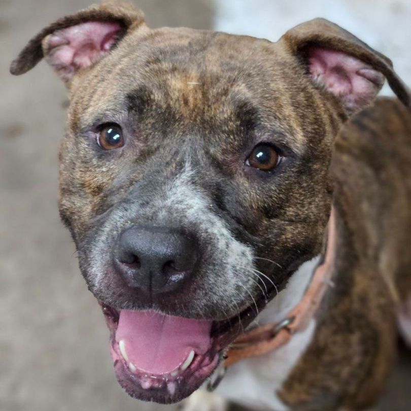 Juna, a Adoptable Mixed Breed in Youngstown, OH image 4/6