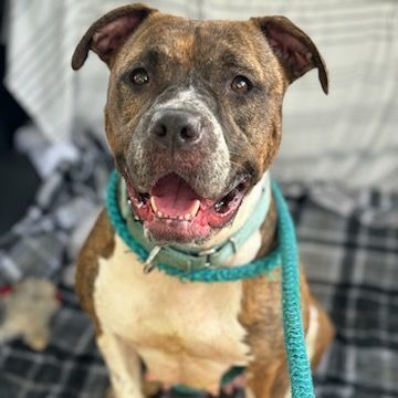 Juna, a Adoptable Mixed Breed in Youngstown, OH image 5/6