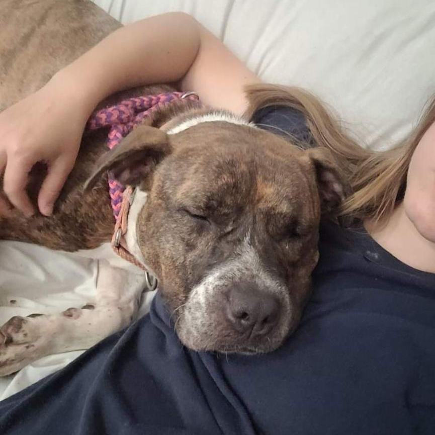 Juna, a Adoptable Mixed Breed in Youngstown, OH image 6/6