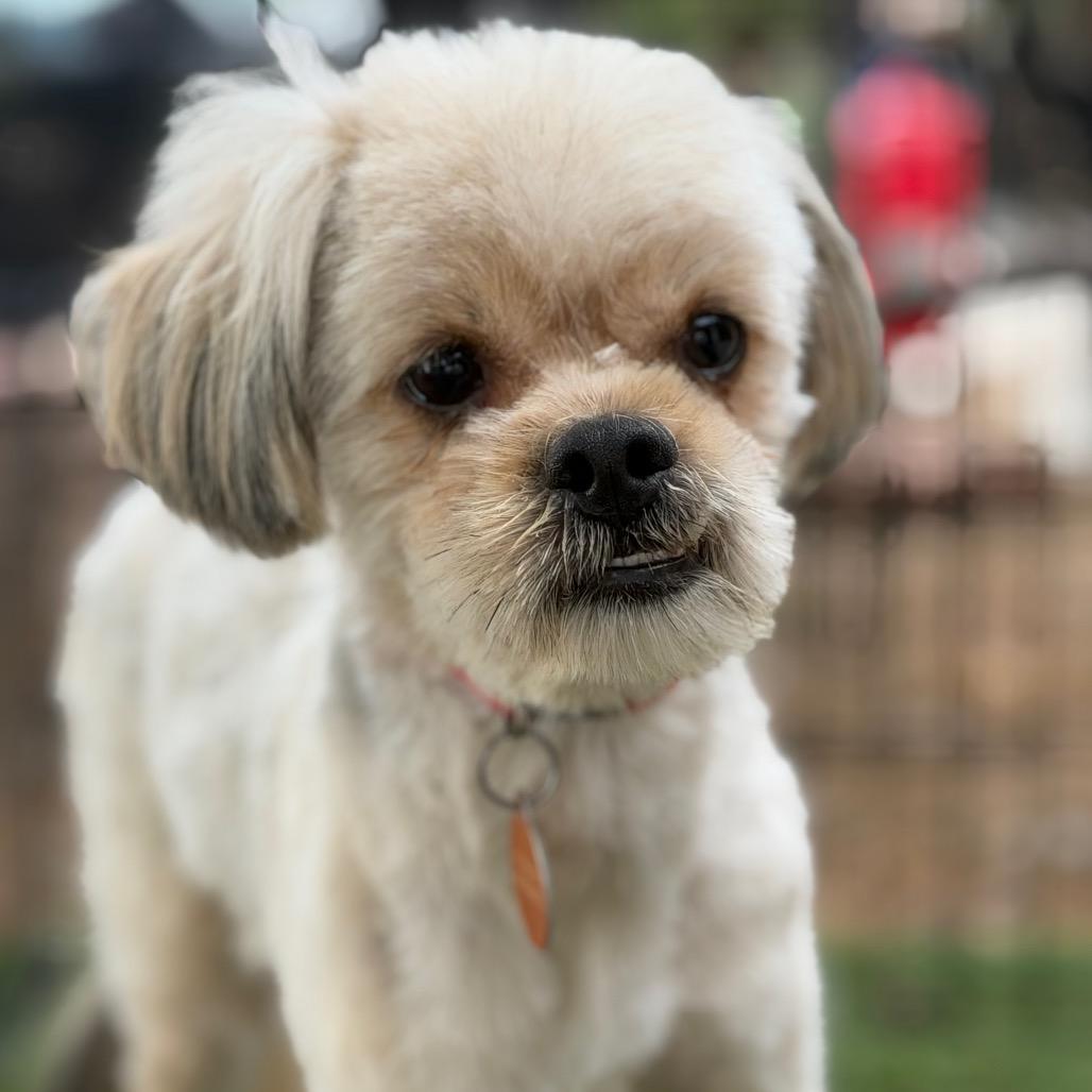 Porky, Adoptable, Young Male Yorkshire Terrier & Shih Tzu.
