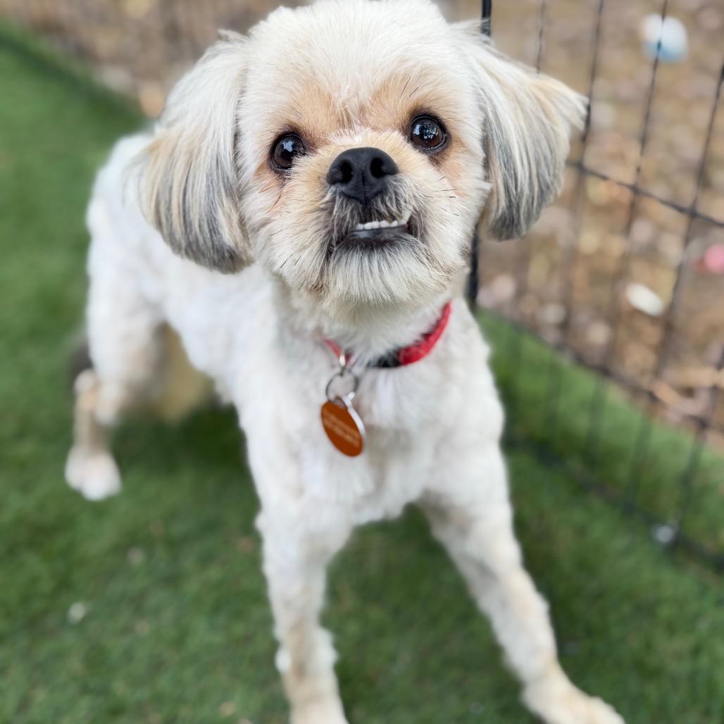 Enlarge Porky, a Adoptable mixed breed in Phoenix, AZ image 2/4