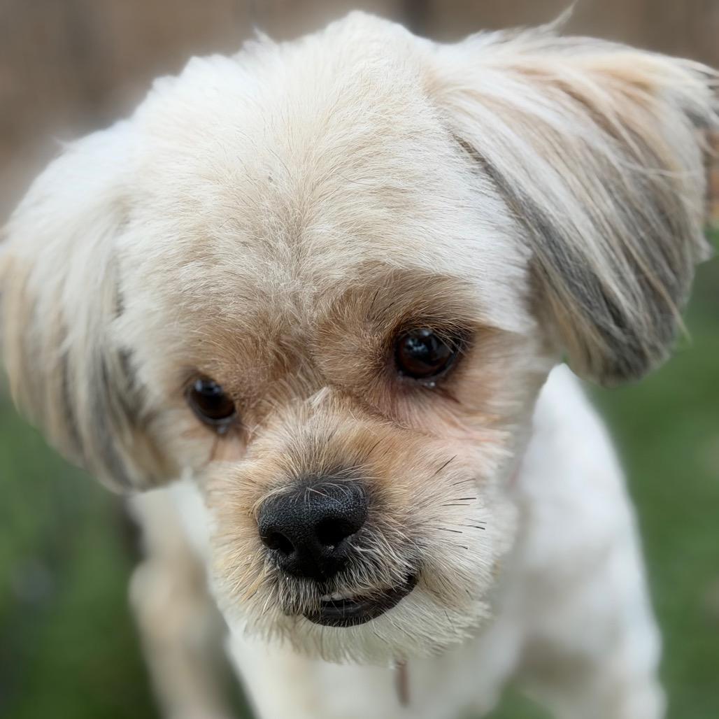 Enlarge Porky, a Adoptable mixed breed in Phoenix, AZ image 3/4