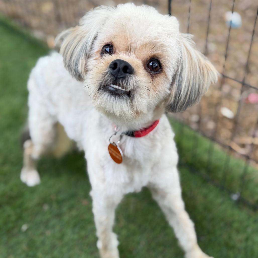 Enlarge Porky, a Adoptable mixed breed in Phoenix, AZ image 4/4
