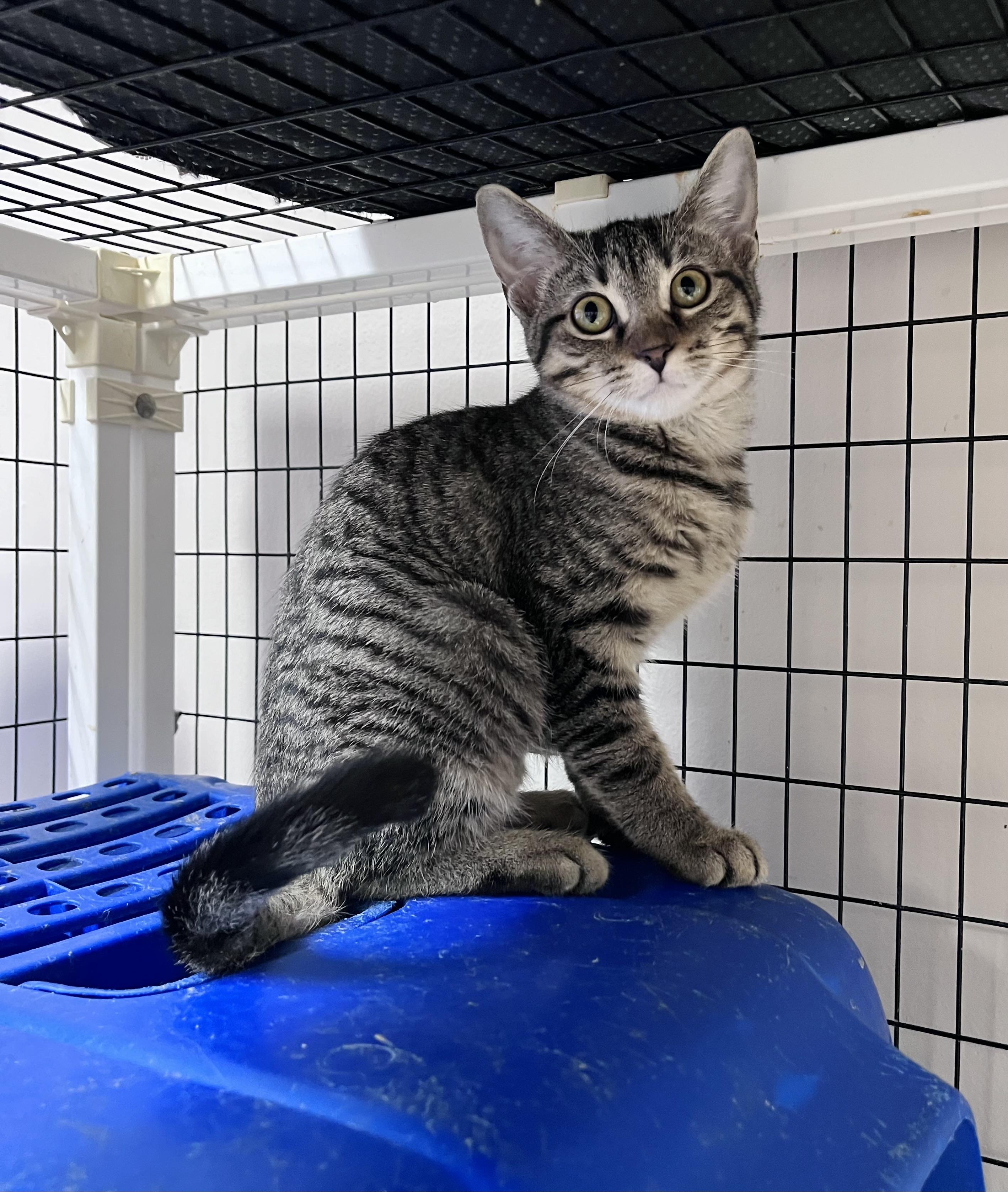 Me-Mow, Adoptable, Kitten Female Domestic Short Hair.