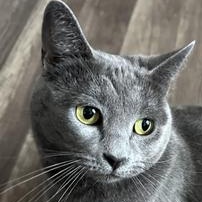 Enlarge Evangeline, a Adoptable Domestic Short Hair in Omaha, NE image 2/6