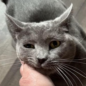 Enlarge Evangeline, a Adoptable Domestic Short Hair in Omaha, NE image 5/6