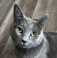 Enlarge Evangeline, a Adoptable Domestic Short Hair in Omaha, NE image 4/6