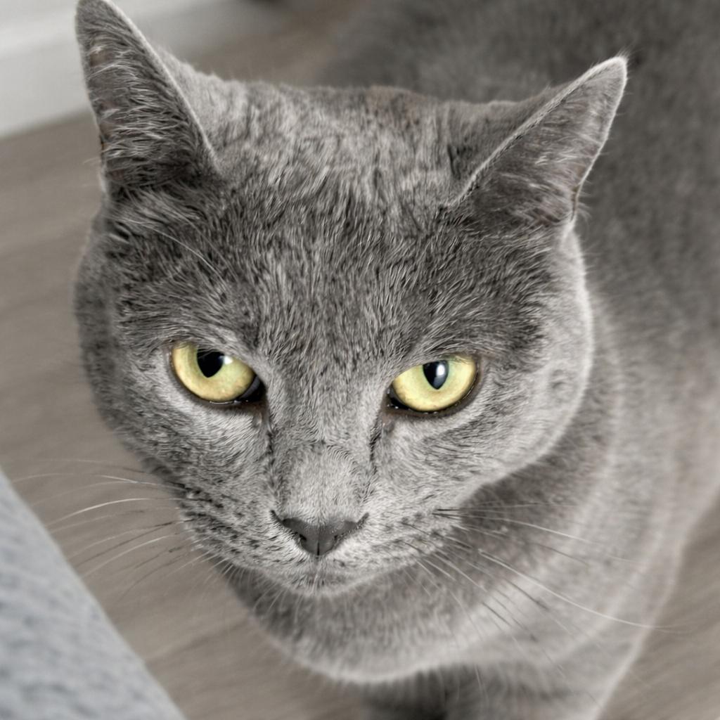 Enlarge Evangeline, a Adoptable Domestic Short Hair in Omaha, NE image 1/6