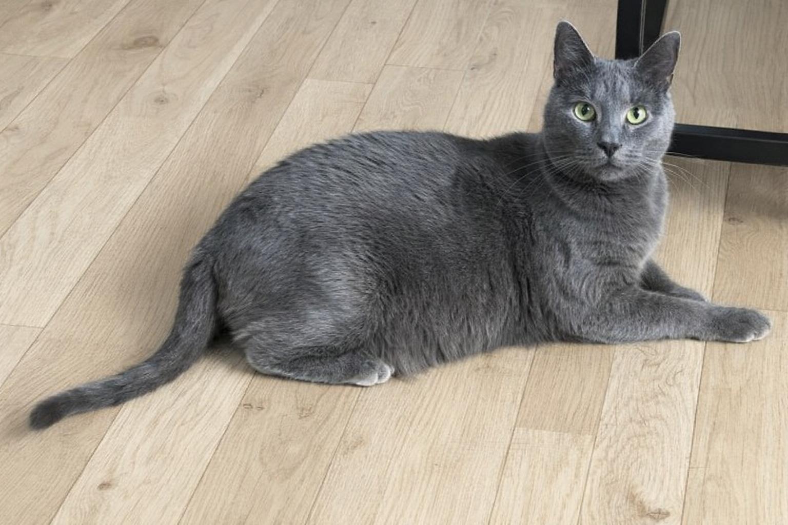 Enlarge Evangeline, a Adoptable Domestic Short Hair in Omaha, NE image 6/6