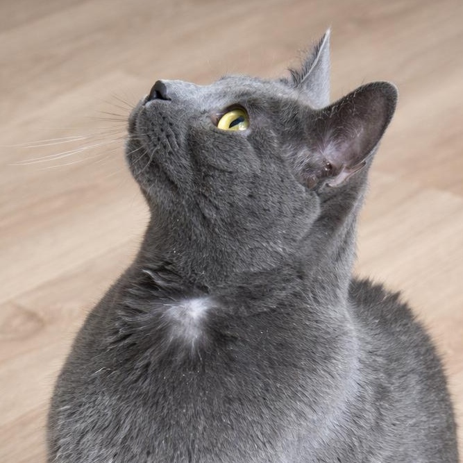 Enlarge Evangeline, a Adoptable Domestic Short Hair in Omaha, NE image 3/6