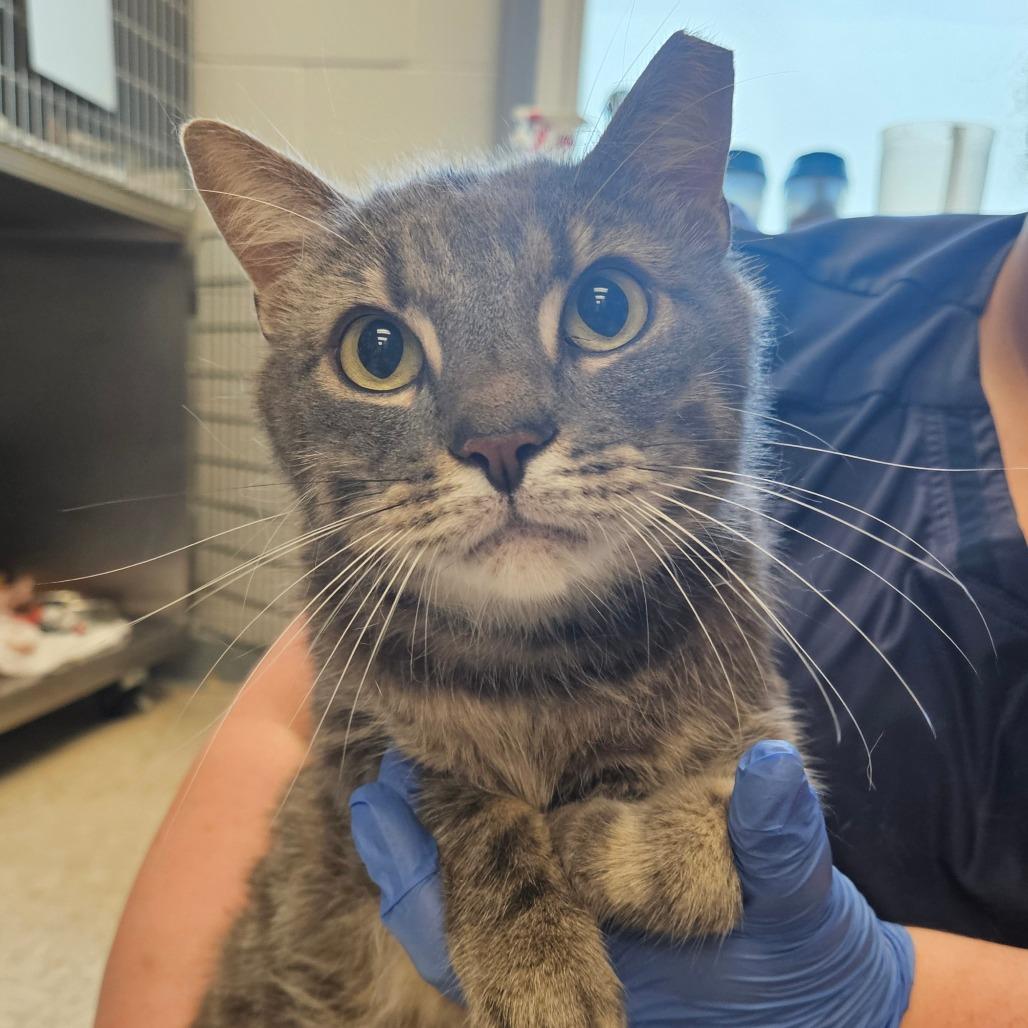 BB, a Adoptable Domestic Short Hair in Birdsboro, PA image 1/2