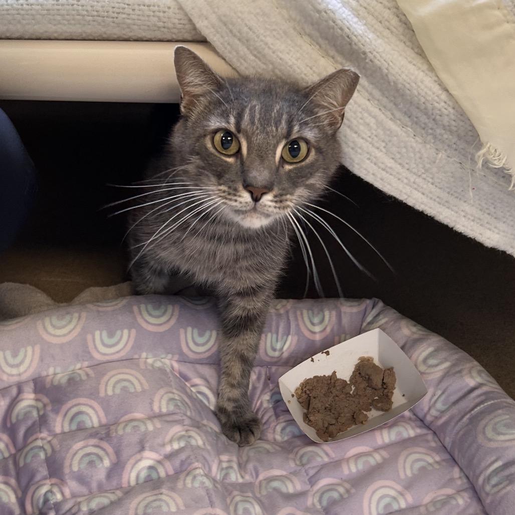 BB, a Adoptable Domestic Short Hair in Birdsboro, PA image 2/2