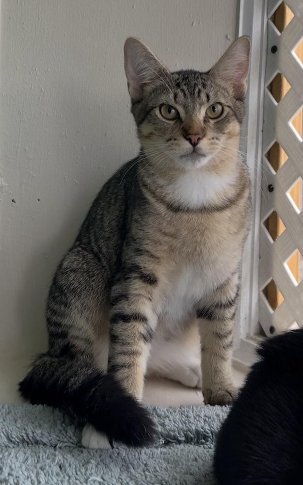 Enlarge Mountain Dew, a Adoptable mixed breed in Woodbridge, VA image 2/3