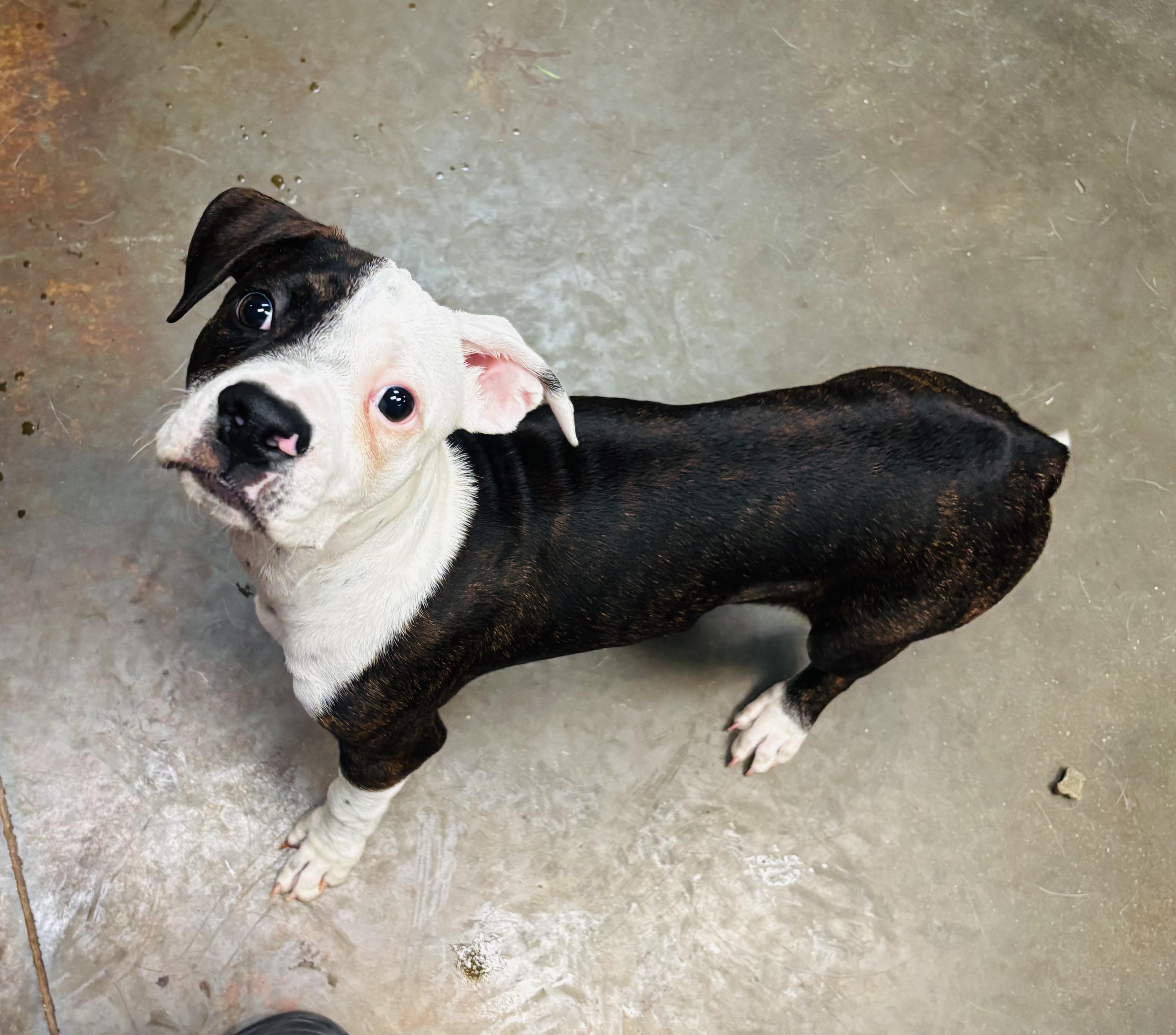 Rocksteady, an adopted mixed breed in Council Bluffs, IA image 2/2