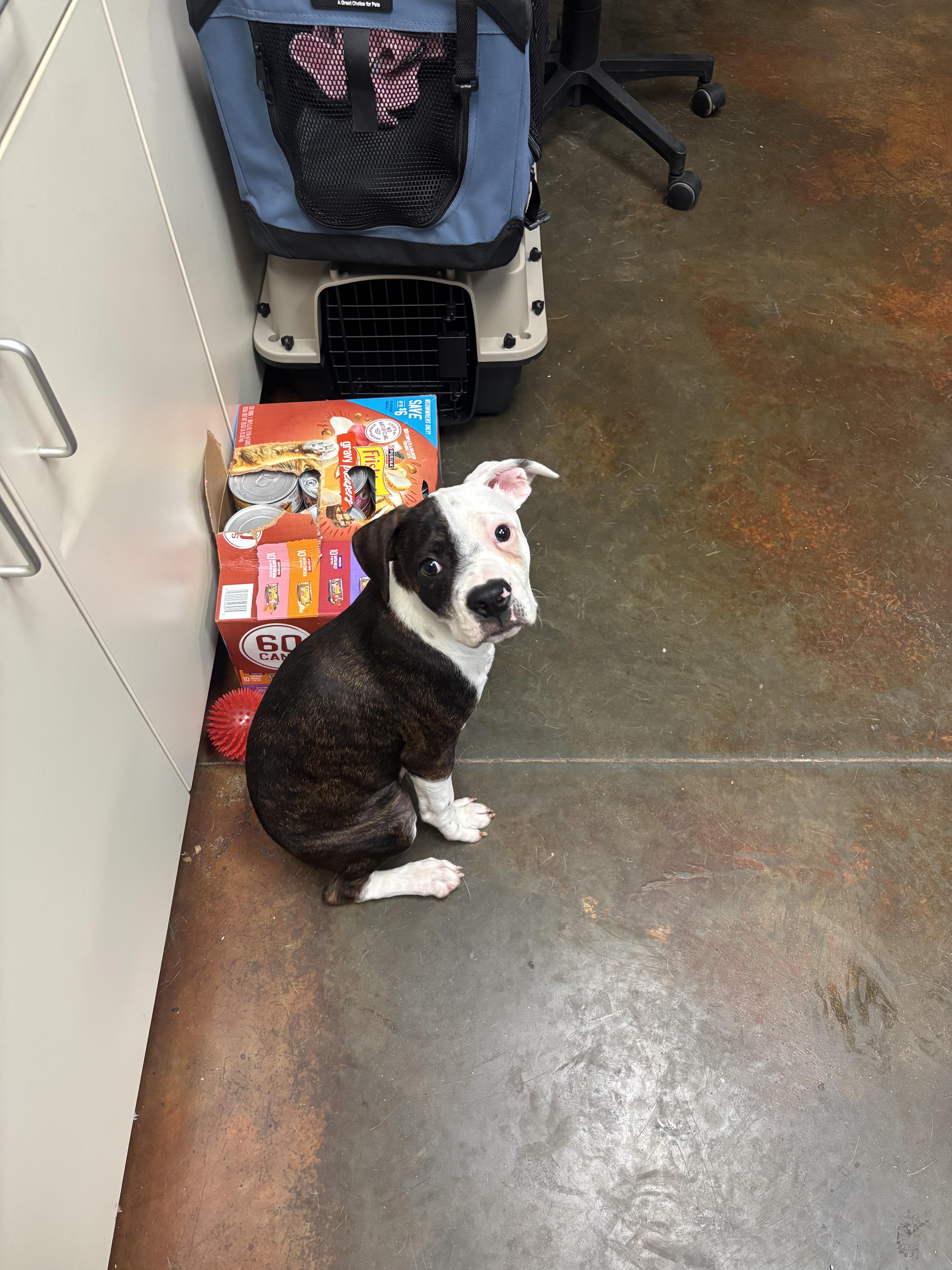 Rocksteady, an adopted mixed breed in Council Bluffs, IA image 1/2