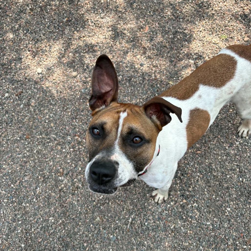 Apollo, Adoptable, Adult Male Mixed Breed.