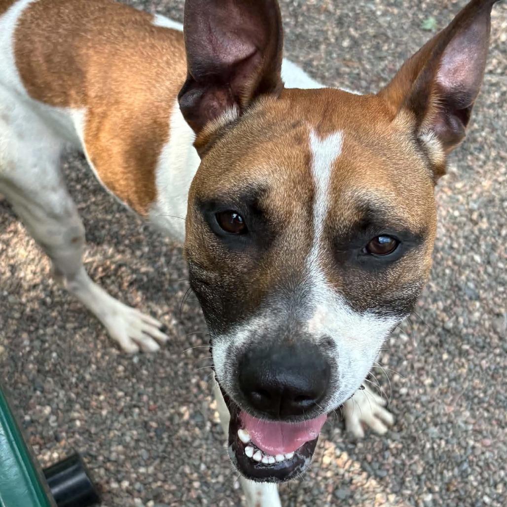Enlarge Apollo, a Adoptable Mixed Breed in Saint Cloud, MN image 2/6