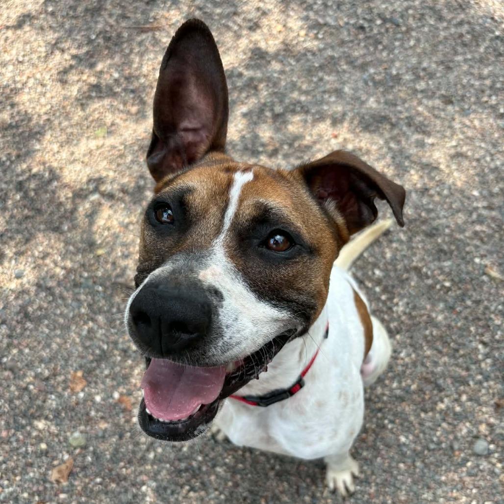 Enlarge Apollo, a Adoptable Mixed Breed in Saint Cloud, MN image 4/6