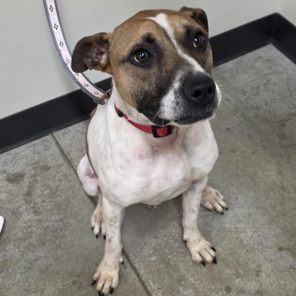 Enlarge Apollo, a Adoptable Mixed Breed in Saint Cloud, MN image 5/6