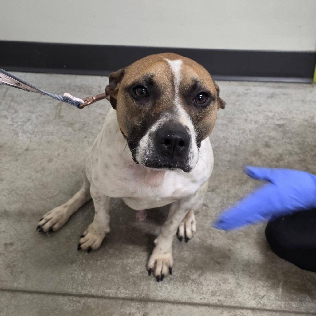 Enlarge Apollo, a Adoptable Mixed Breed in Saint Cloud, MN image 6/6