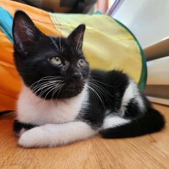 FROG, a ADOPTABLE Domestic Short Hair in Campbell River, BC image 3/5