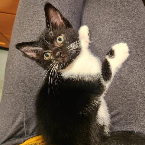 FROG, a ADOPTABLE Domestic Short Hair in Campbell River, BC image 5/5