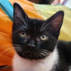 FROG, a ADOPTABLE Domestic Short Hair in Campbell River, BC image 1/5