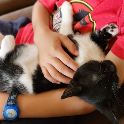 FROG, a ADOPTABLE Domestic Short Hair in Campbell River, BC image 2/5