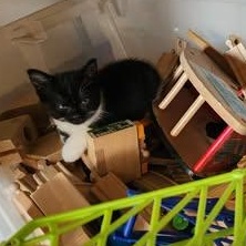 FROG, a ADOPTABLE Domestic Short Hair in Campbell River, BC image 4/5