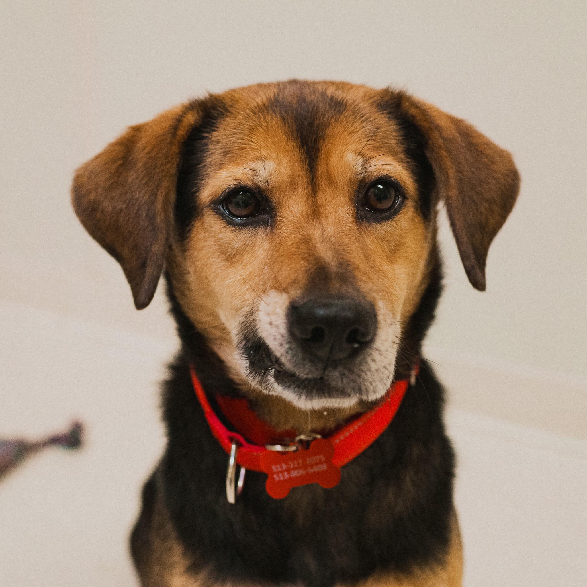 Mitzi, an adopted mixed breed in Cincinnati, OH image 1/3
