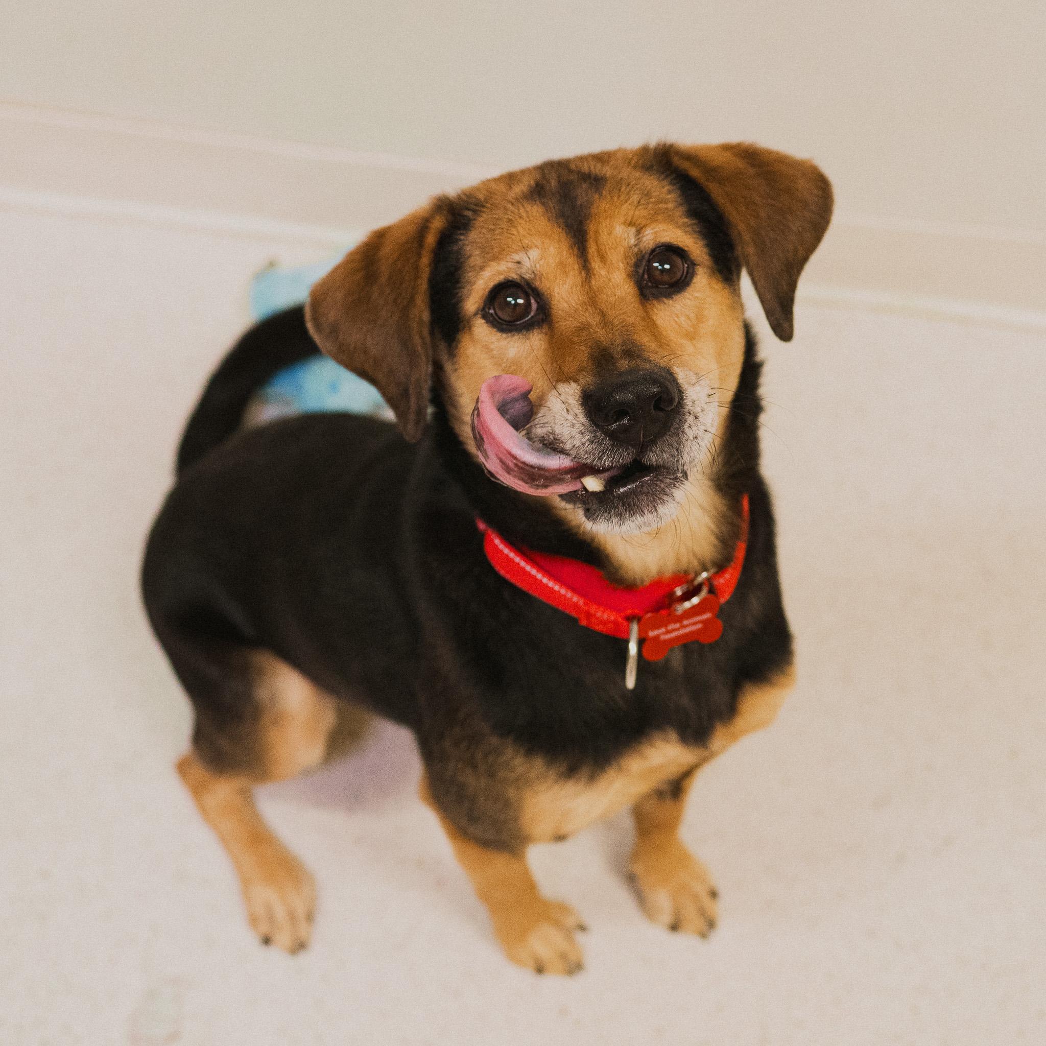 Mitzi, an adopted mixed breed in Cincinnati, OH image 2/3