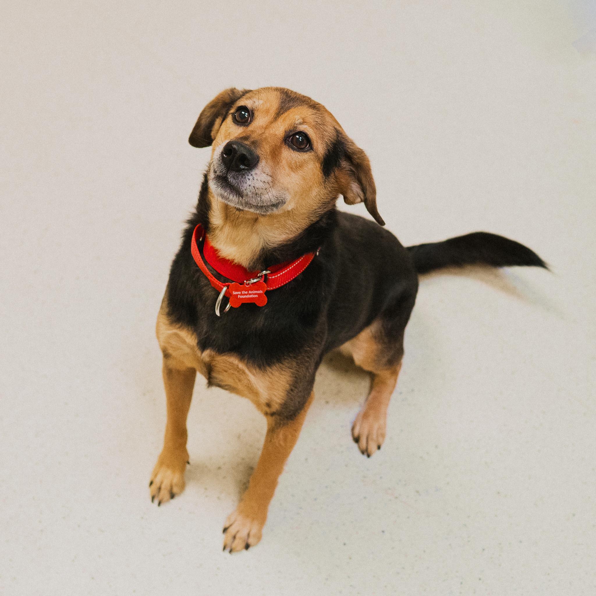 Mitzi, an adopted mixed breed in Cincinnati, OH image 3/3