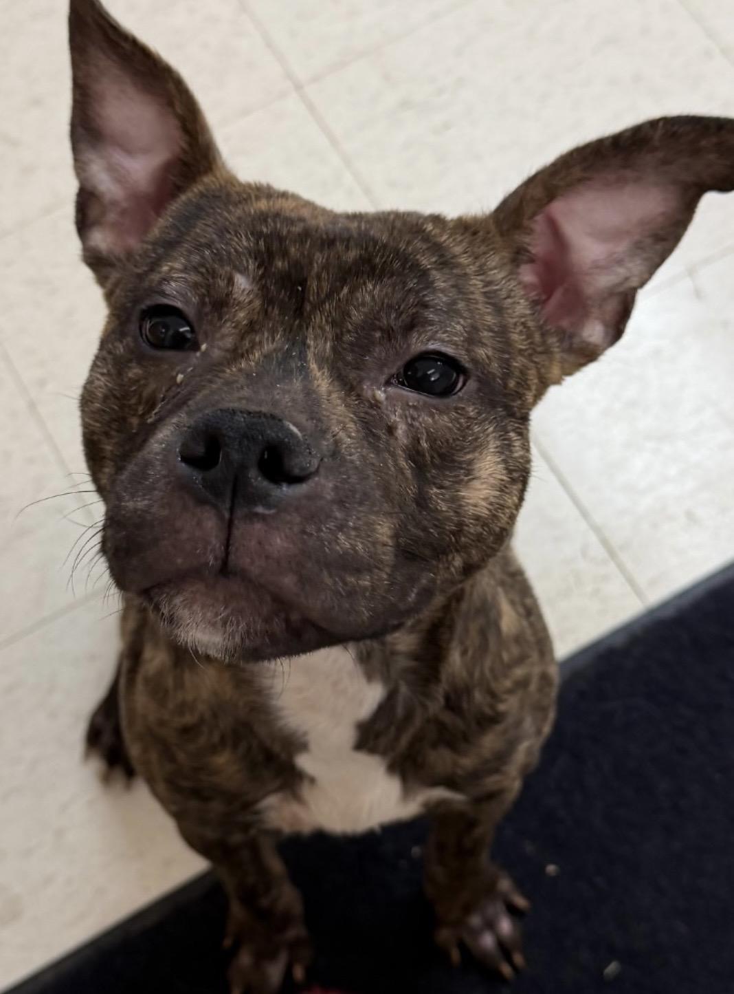 Enlarge Ray OWNER REDEEMED, an adopted American Staffordshire Terrier in Canton, OH image 1/1