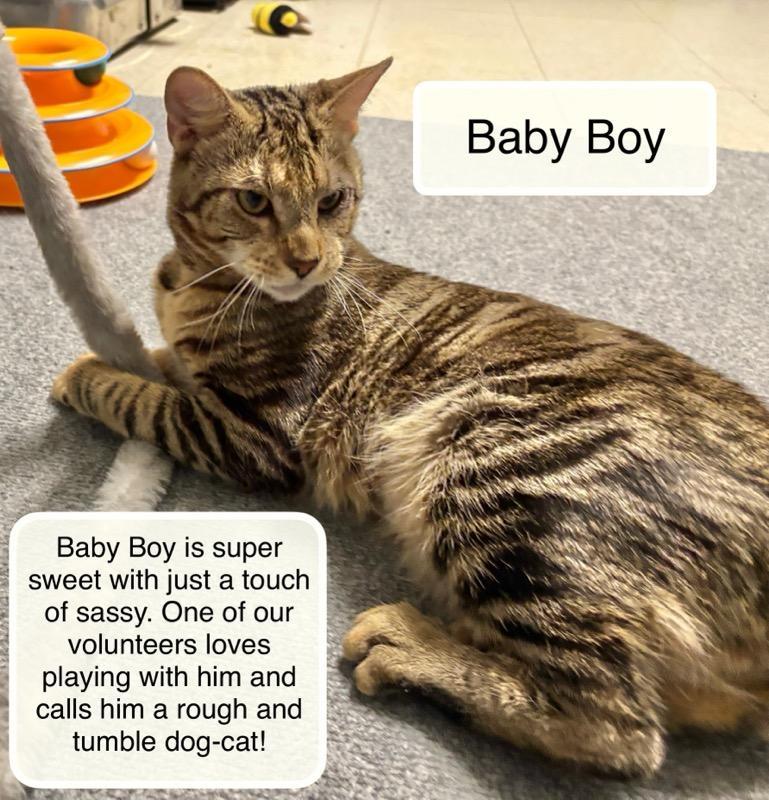 Enlarge Baby Boy , a ADOPTABLE Domestic Short Hair in Ellicott City, MD image 3/5