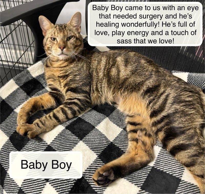 Baby Boy , ADOPTABLE, Young Male Domestic Short Hair.