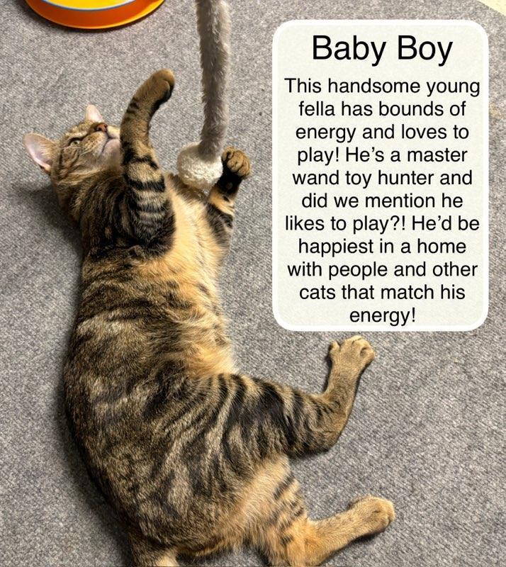Enlarge Baby Boy , a ADOPTABLE Domestic Short Hair in Ellicott City, MD image 2/5