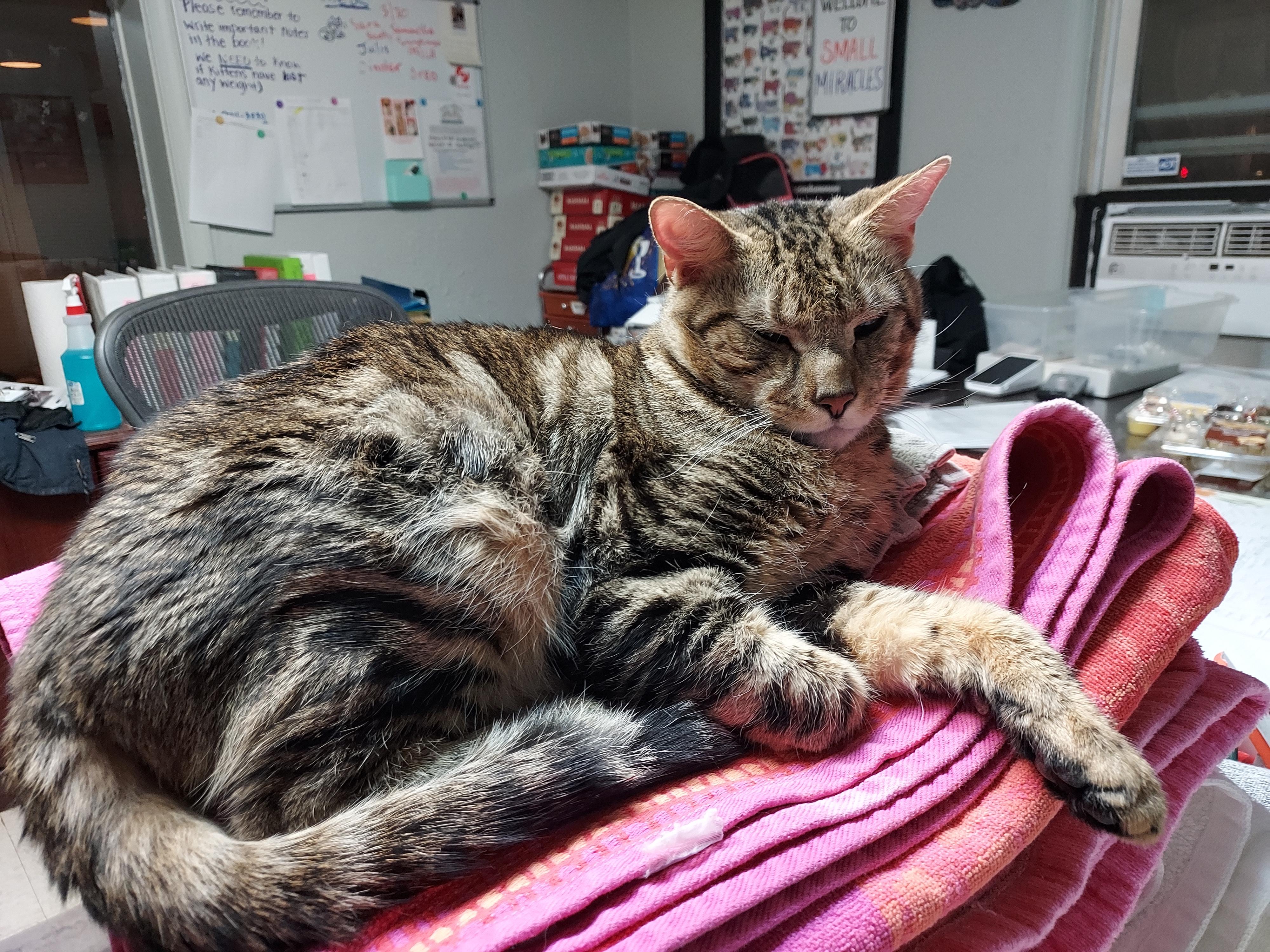Enlarge Baby Boy , a ADOPTABLE Domestic Short Hair in Ellicott City, MD image 6/6
