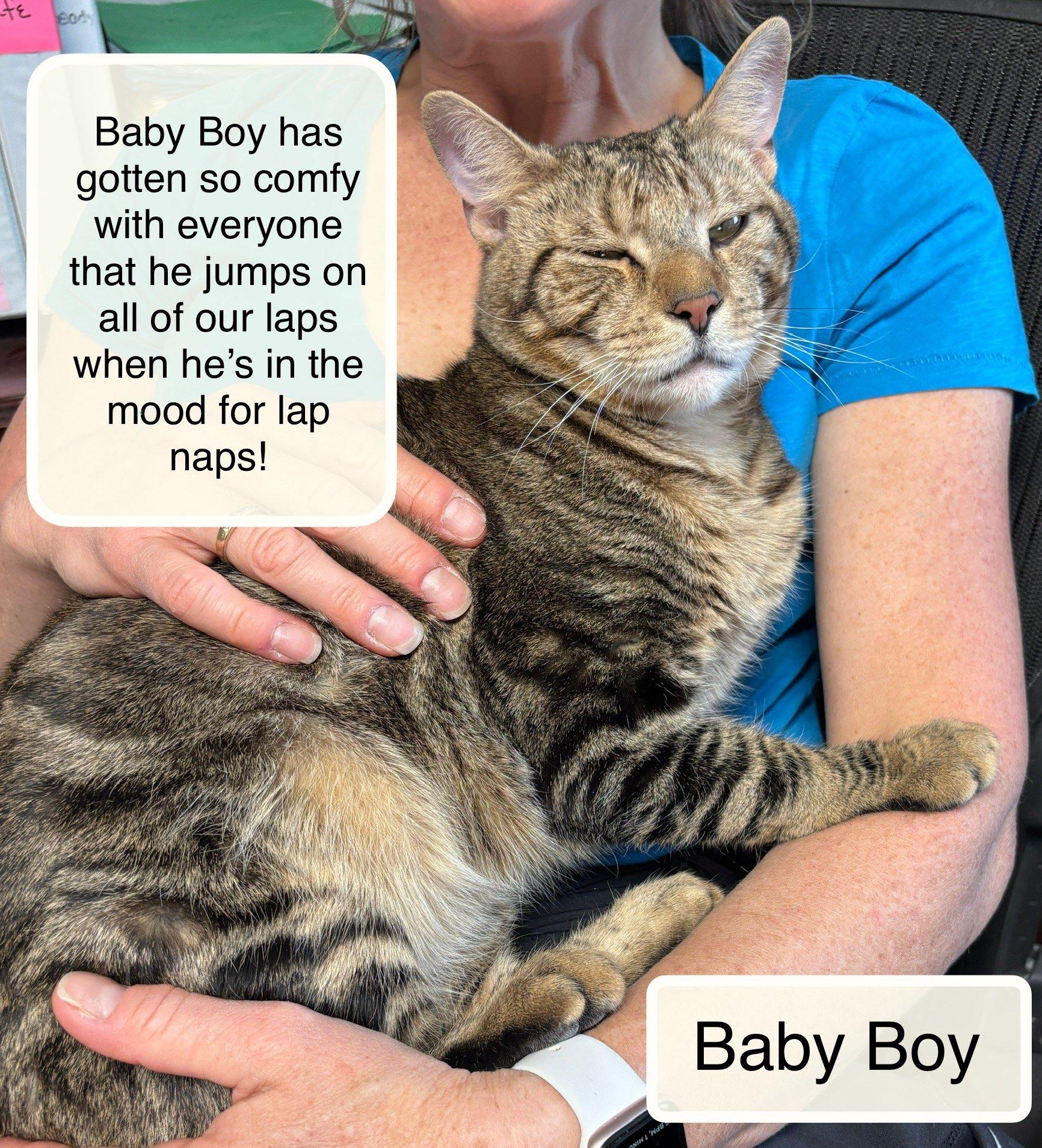 Baby Boy , ADOPTABLE, Young Male Domestic Short Hair.