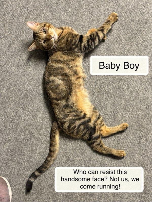 Enlarge Baby Boy , a ADOPTABLE Domestic Short Hair in Ellicott City, MD image 4/5