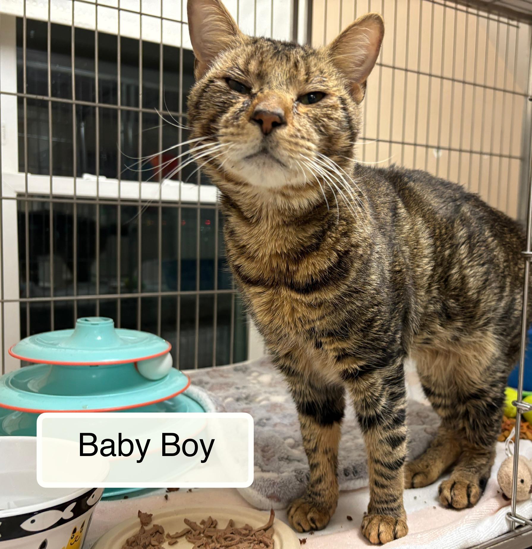 Enlarge Baby Boy , a ADOPTABLE Domestic Short Hair in Ellicott City, MD image 5/5