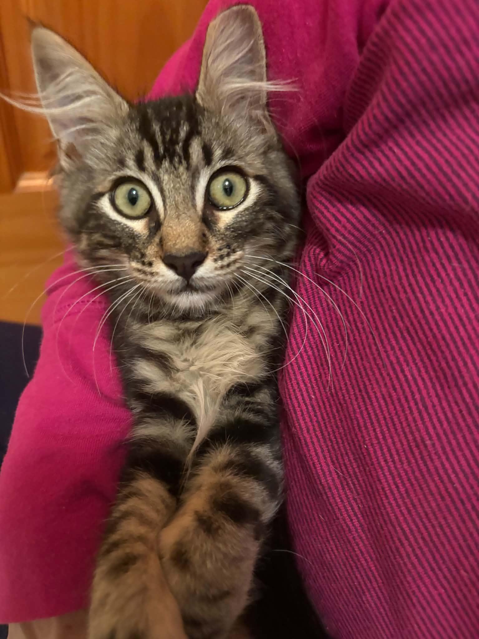 Enlarge Maverick, a Adopted Domestic Medium Hair in Elk Grove, CA image 5/5