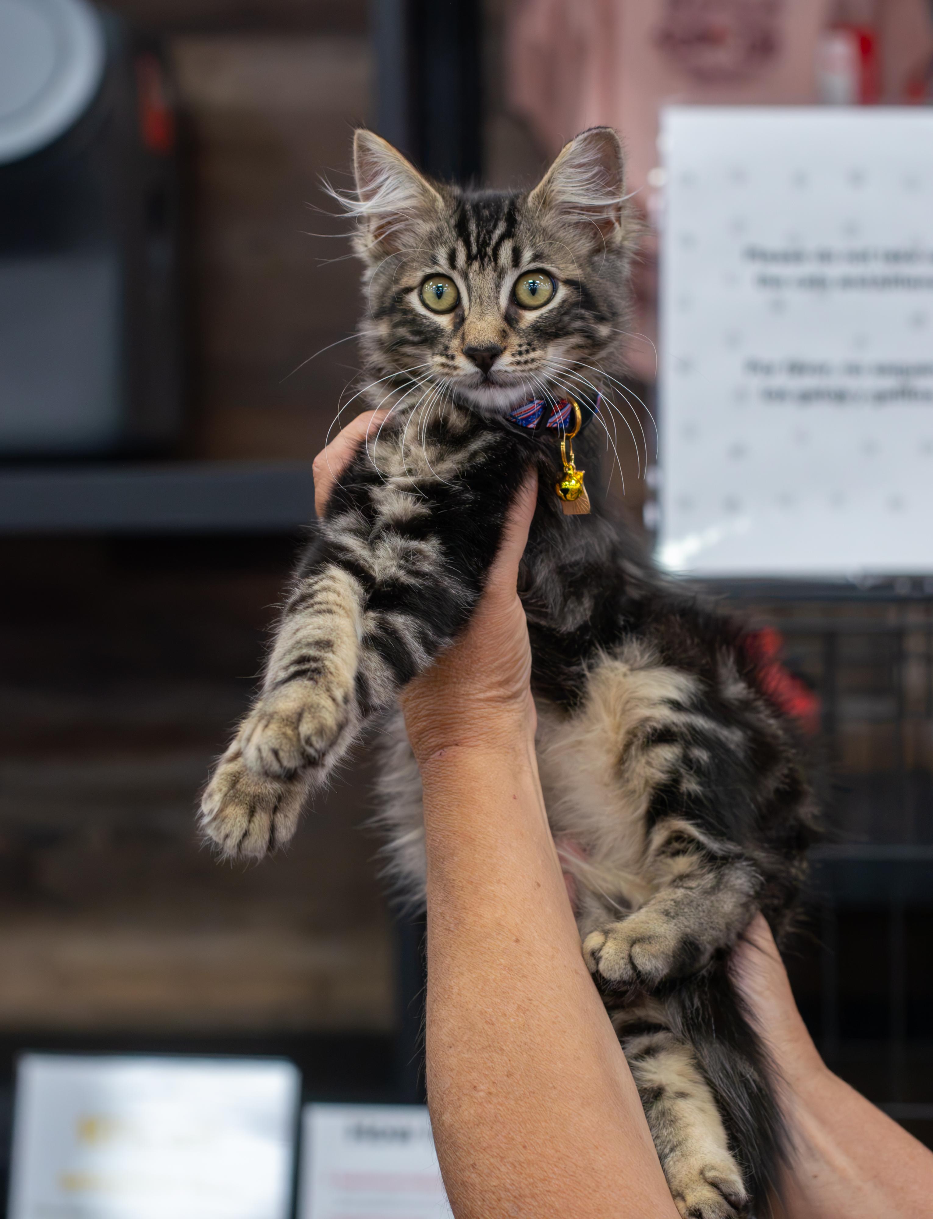 Maverick, Adopted, Kitten Male Domestic Medium Hair.