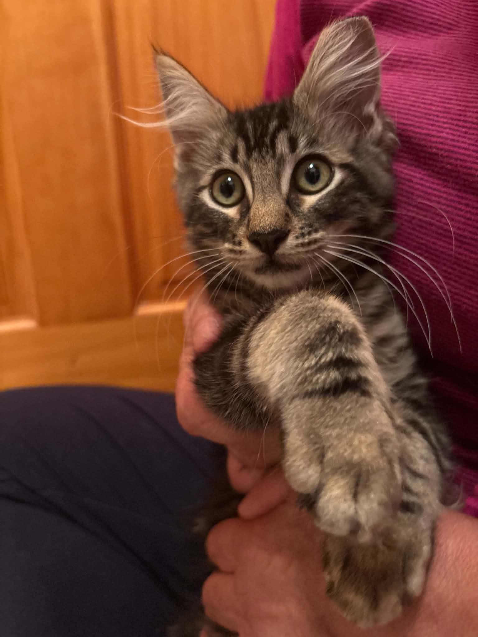 Enlarge Maverick, a Adopted Domestic Medium Hair in Elk Grove, CA image 3/5