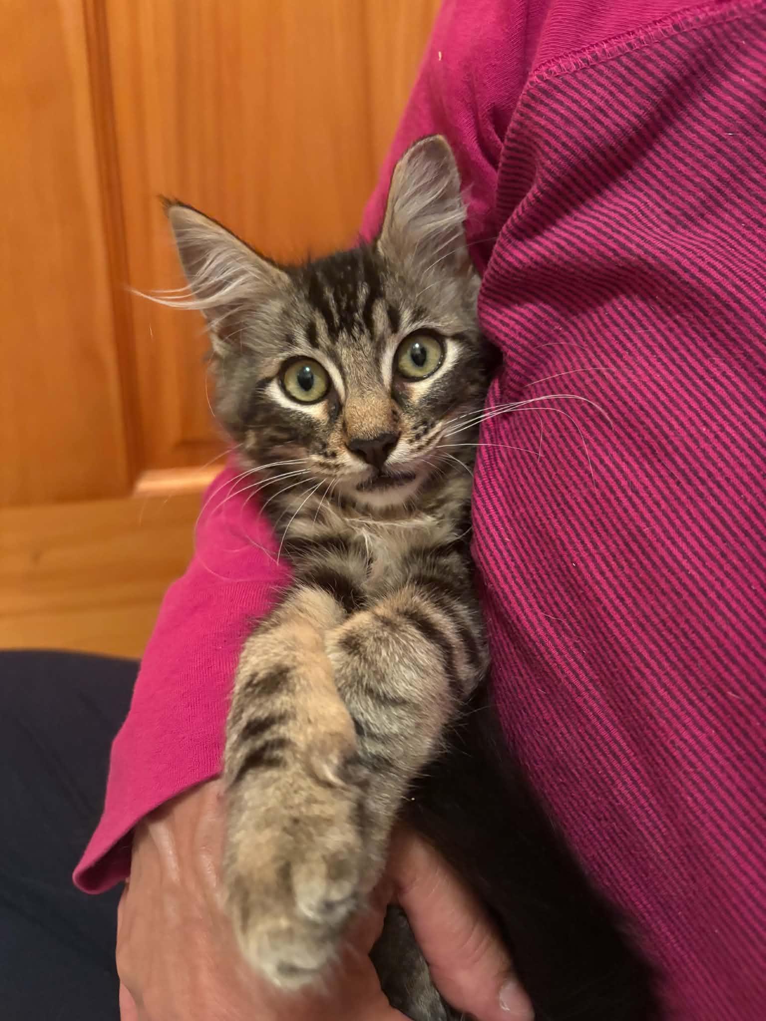 Enlarge Maverick, a Adopted Domestic Medium Hair in Elk Grove, CA image 4/5