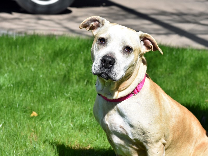 Kali, an adoptable mixed breed in Conroe, TX image 1/6