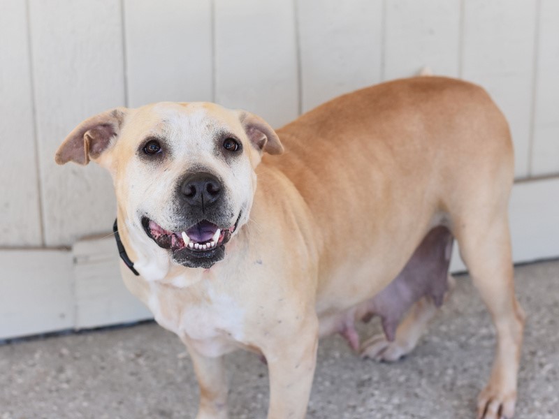 Kali, an adoptable mixed breed in Conroe, TX image 2/6