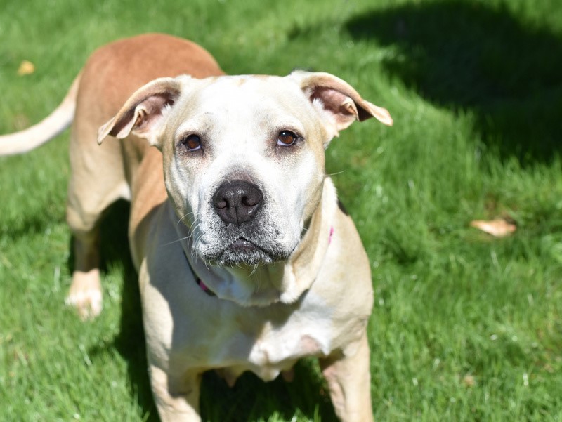 Kali, an adoptable mixed breed in Conroe, TX image 3/6