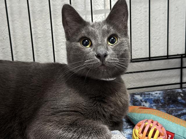 SLINKY, Adoptable, Young Female Domestic Short Hair.