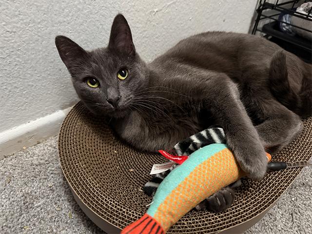 SLINKY, Adoptable, Young Female Domestic Short Hair.