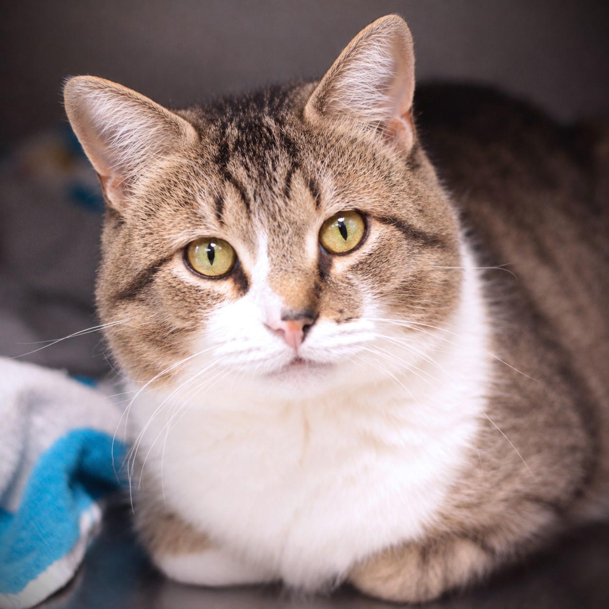Enlarge August, a Adoptable Domestic Short Hair in Amsterdam, NY image 1/1